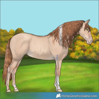 Horse Color:White Spotted Gold Champagne Dun Tobiano 