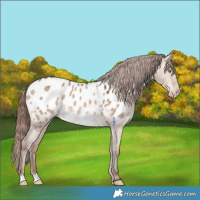 Horse Color:Amber Champagne Dun Appaloosa 