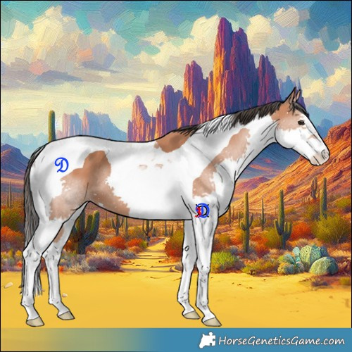 Horse Color:Bay Splash Tobiano