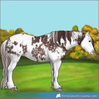 Horse Color:White Spotted Chocolate Brown Sabino Splash Blanket Rabicano 