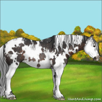 Horse Color:White Spotted Brown Splash Rabicano 