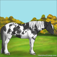 Horse Color:White Spotted Black Tobiano 