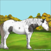 Horse Color:Liver Chestnut Splash Tobiano Rabicano 