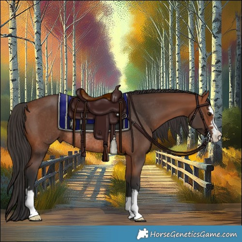 Horse Color:Bay Rabicano 