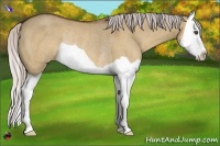 Horse Color:Silver Bay Dun Splash Rabicano 