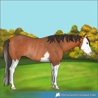 Horse Color:Bay Splash Rabicano 