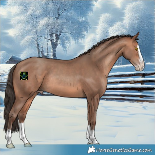 Horse Color:Amber Champagne Splash Rabicano 