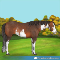 Horse Color:White Spotted Bay Splash Rabicano 