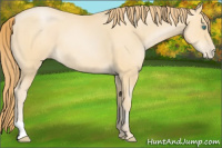 Horse Color:Smoky Black Pearl