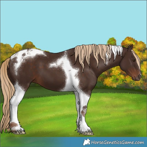 Horse Color:Liver Chestnut Tobiano