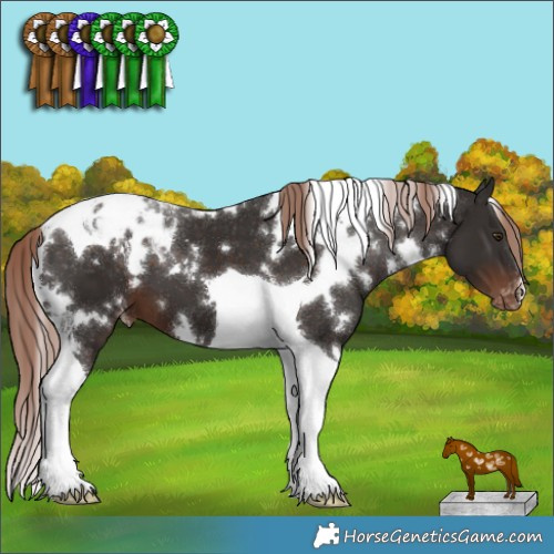 Horse Color:White Spotted Liver Chestnut Tobiano Appaloosa 