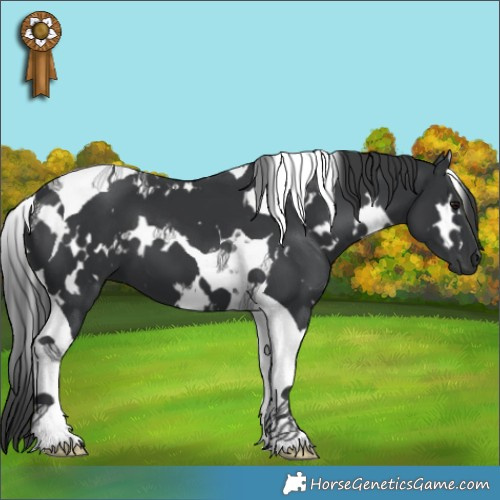 Horse Color:White Spotted Black Tobiano 