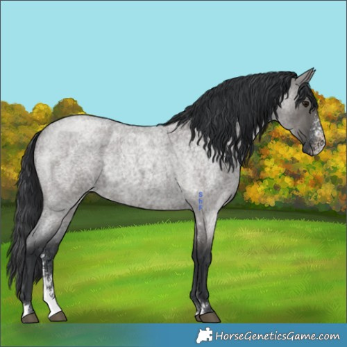 Horse Color:Grullo Roan Sabino Brindle 