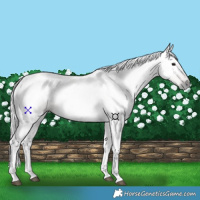Horse Color:Gray Bay 