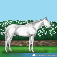 Horse Color:Gray Bay 