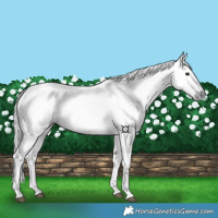 Horse Color:Gray Black 