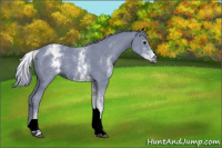 Horse Color:Gray Watercolor White Spotted Black 