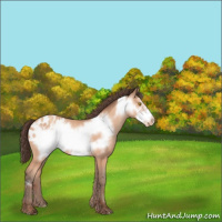 Horse Color:Amber Champagne Frame Appaloosa 