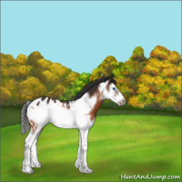 Horse Color:Bay Splash Frame Appaloosa 