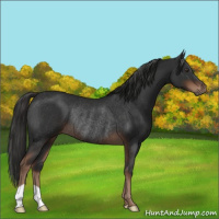Horse Color:Liver Chestnut Rabicano 
