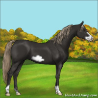 Horse Color:Liver Chestnut Frame 