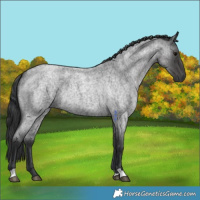 Horse Color:Blue Roan 