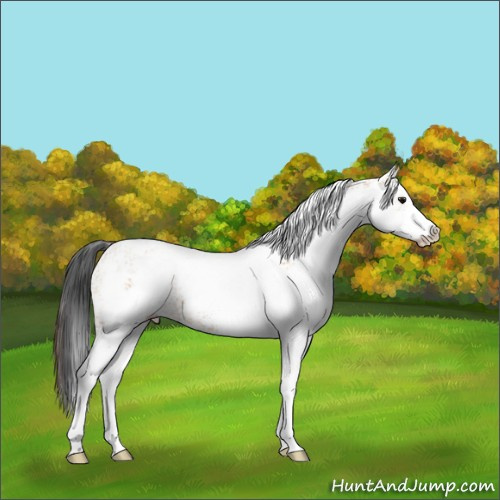 Horse Color:White Spotted Bay Roan