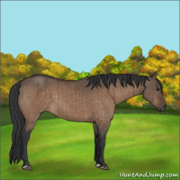 Horse Color:Brown Dun Brindle 