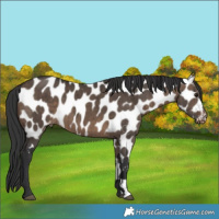 Horse Color:Brown Dun Appaloosa Brindle 