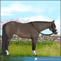 Horse Color:Brown Dun Brindle