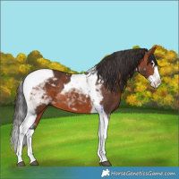 Horse Color:Bay Splash Tobiano 