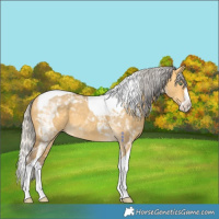 Horse Color:Silver Amber Cream Champagne Dun Splash Tobiano 