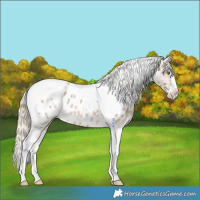 Horse Color:Chocolate Palomino Roan Splash Tobiano Appaloosa 