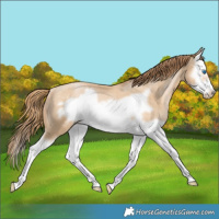 Horse Color:Buckskin Pearl Splash Frame Rabicano 