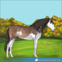 Horse Color:Bay Splash 