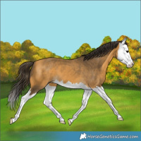 Horse Color:Buckskin Splash 