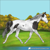 Horse Color:Smoky Black Splash Tobiano 