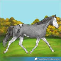 Horse Color:Black Splash Varnish 