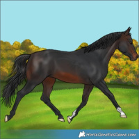 Horse Color:Brown 