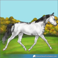 Horse Color:Smoky Black Sabino Splash Frame 