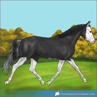 Horse Color:Black Splash