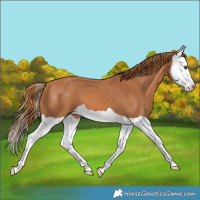Horse Color:Chestnut Splash 