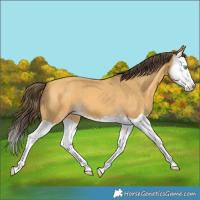 Horse Color:Amber Cream Champagne Splash 