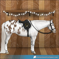 Horse Color:Liver Red Dun Appaloosa Brindle 