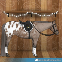 Horse Color:Liver Red Dun Appaloosa 