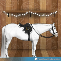 Horse Color:Liver Red Dun Appaloosa Brindle 