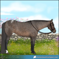 Horse Color:Brown Dun Varnish Brindle 