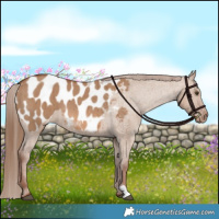 Horse Color:Red Dun Appaloosa Brindle 