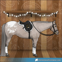 Horse Color:Liver Red Dun Appaloosa 