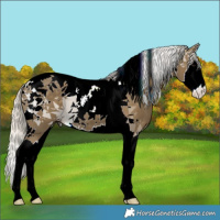 Horse Color:Silver Smoky Black Splash Tobiano 